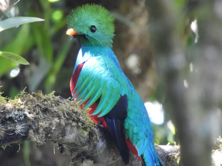 Monteverde Cloud Forest, Costa Rica
