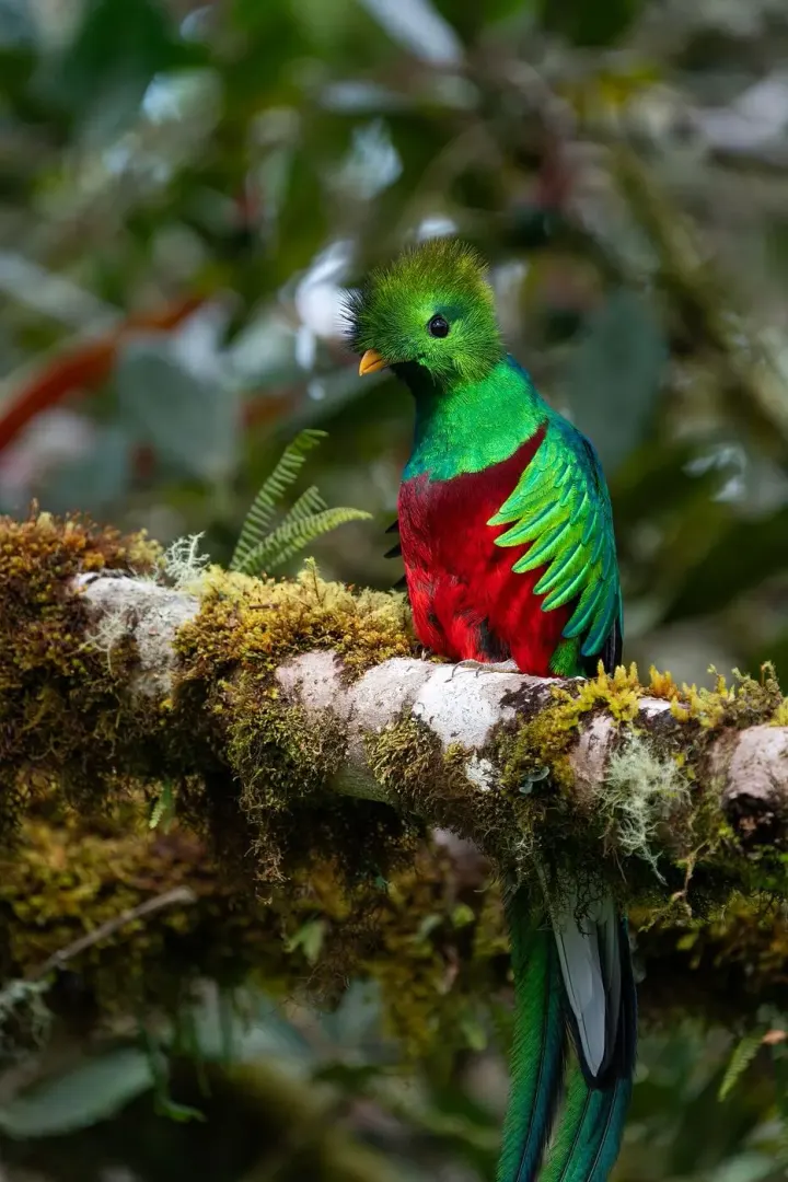 San Gerardo de Dota (Savegre Valley), Costa Rica