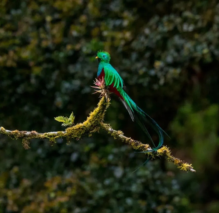 Selva Negra, Matagalpa Highlands, Nicaragua