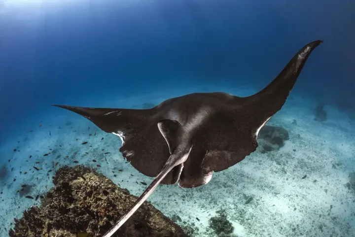 Koh Bon / Similan Islands (Thailand)