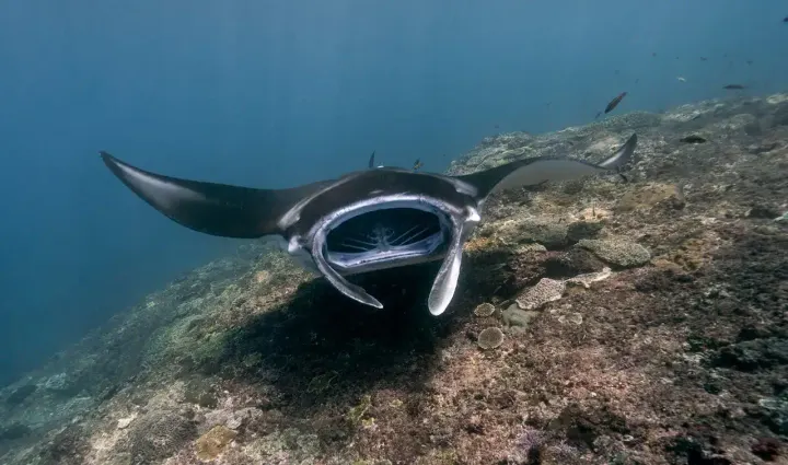 Komodo National Park (Indonesia)
