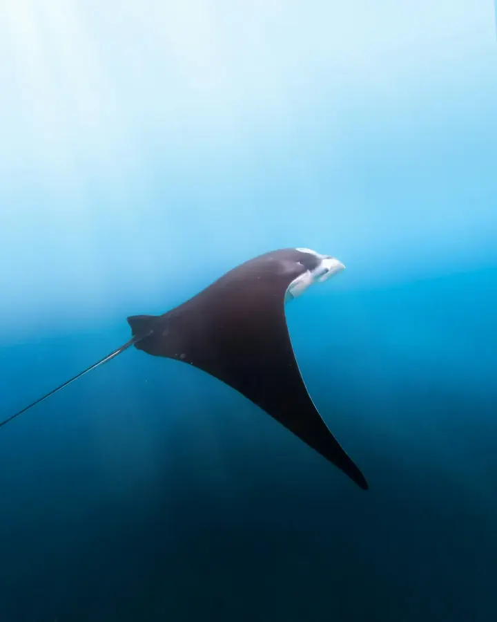 Nusa Penida / Manta Point (Bali, Indonesia)