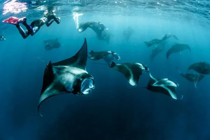 Tofo / Manta Reef (Mozambique)