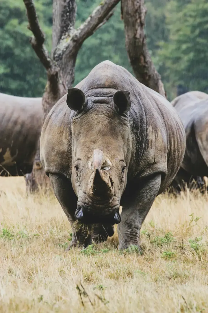 Chitwan National Park (Nepal)