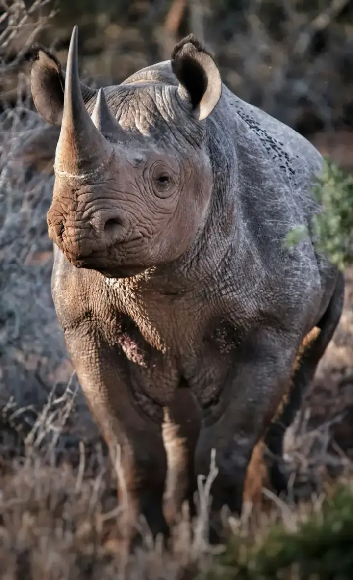 Etosha National Park (Namibia)