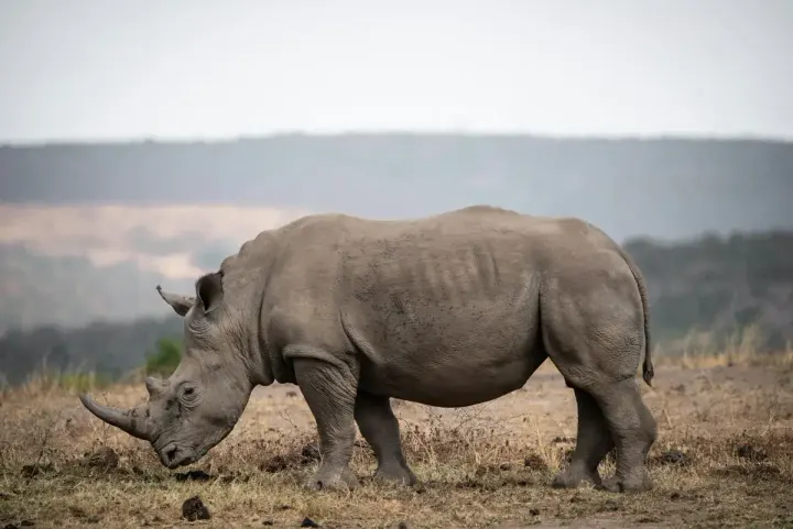 Hluhluwe-iMfolozi Park (KwaZulu-Natal, South Africa)