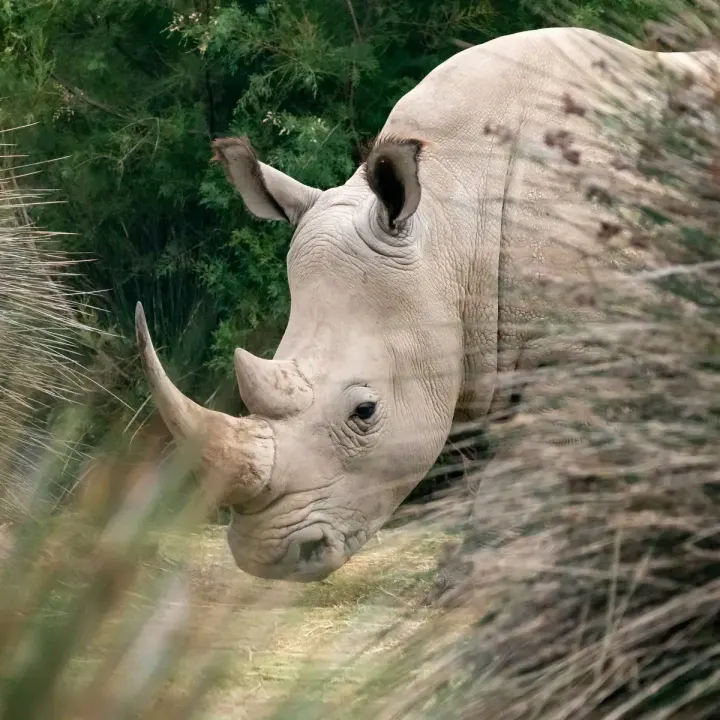 Kaziranga National Park (Assam, India)