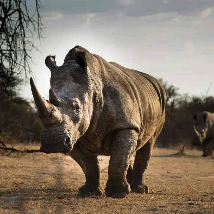 Kruger National Park (South Africa)