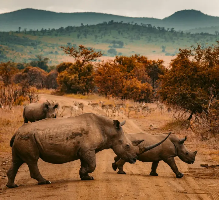 Ziwa Rhino Sanctuary (Uganda)