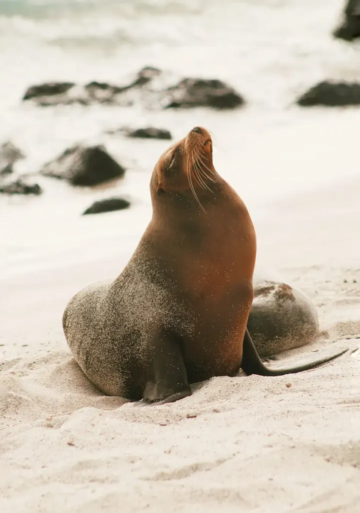 Baird Bay (Eyre Peninsula, South Australia)