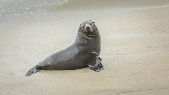 California Coast: Monterey, La Jolla and Channel Islands (USA)