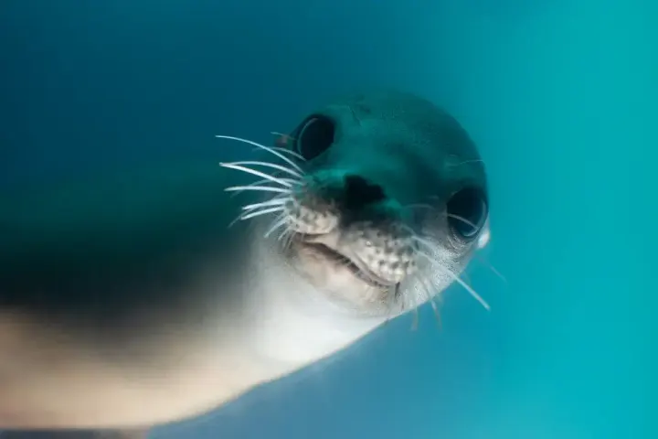 Cape Cross Seal Reserve (Namibia)