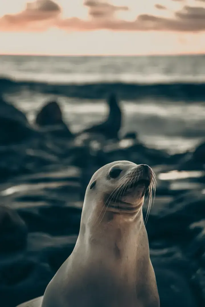 Galápagos Islands (Ecuador)