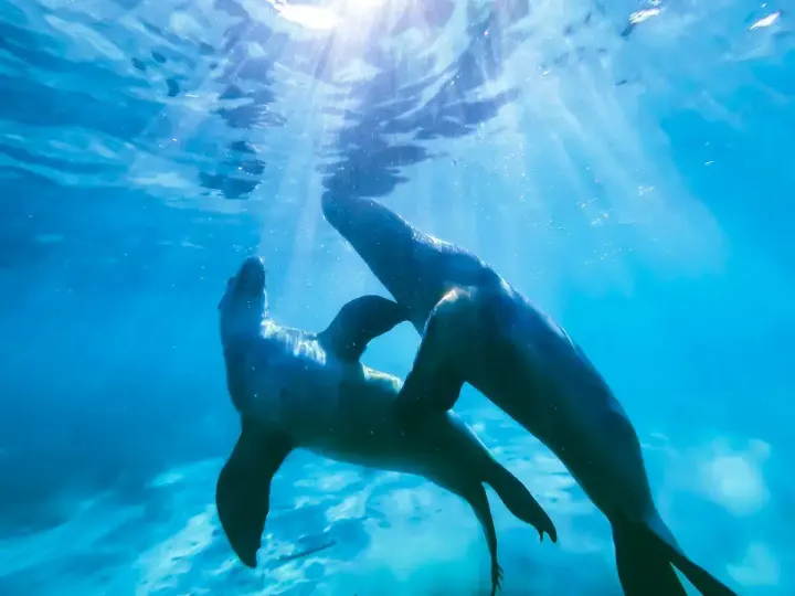 Seal Bay & Kangaroo Island (South Australia)