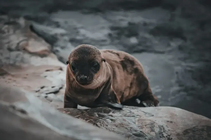 Península Valdés (Patagonia, Argentina)