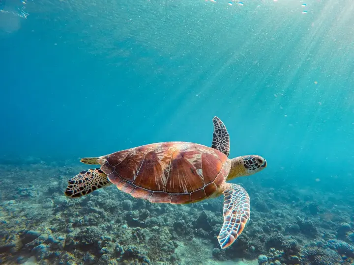 Laganas Bay: National Marine Park (Zakynthos, Greece)
