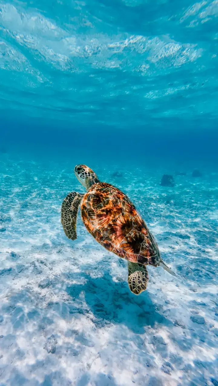 Apo Island Marine Reserve (Negros Oriental, Philippines)