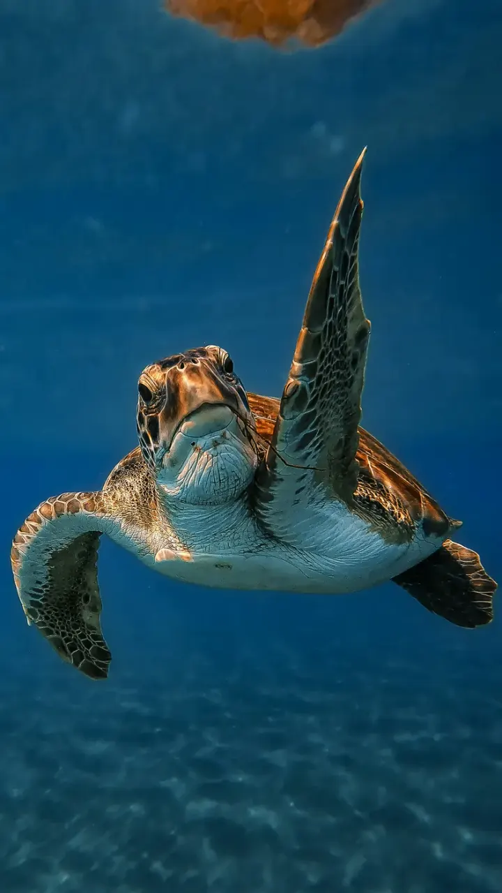 Mon Repos Conservation Park (Queensland, Australia)