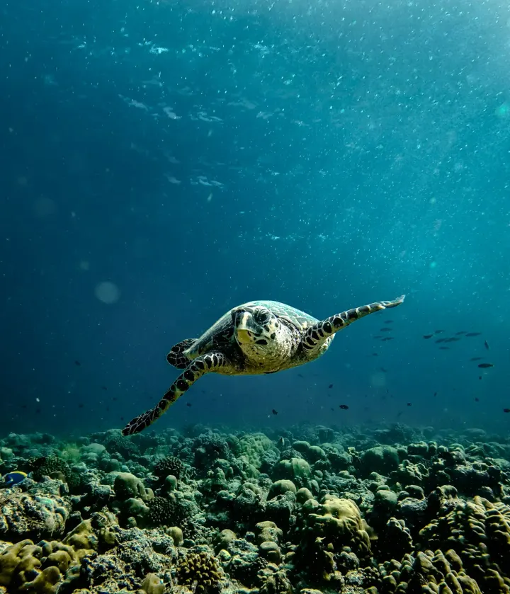 Bocas del Toro (Panama)
