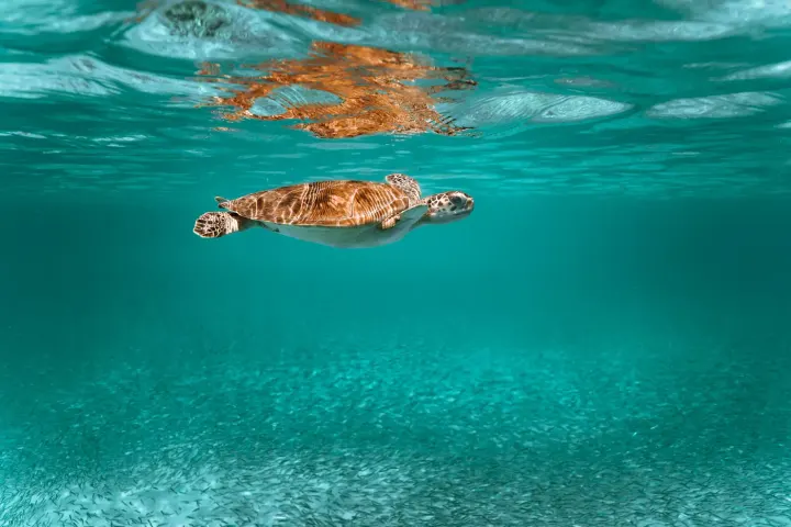 Cozumel Reef (Quintana Roo, Mexico)