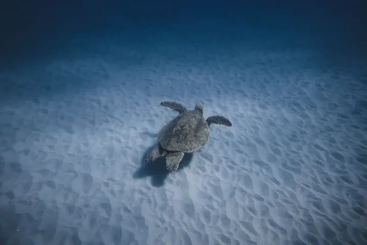 Derawan Archipelago (East Kalimantan, Indonesia)