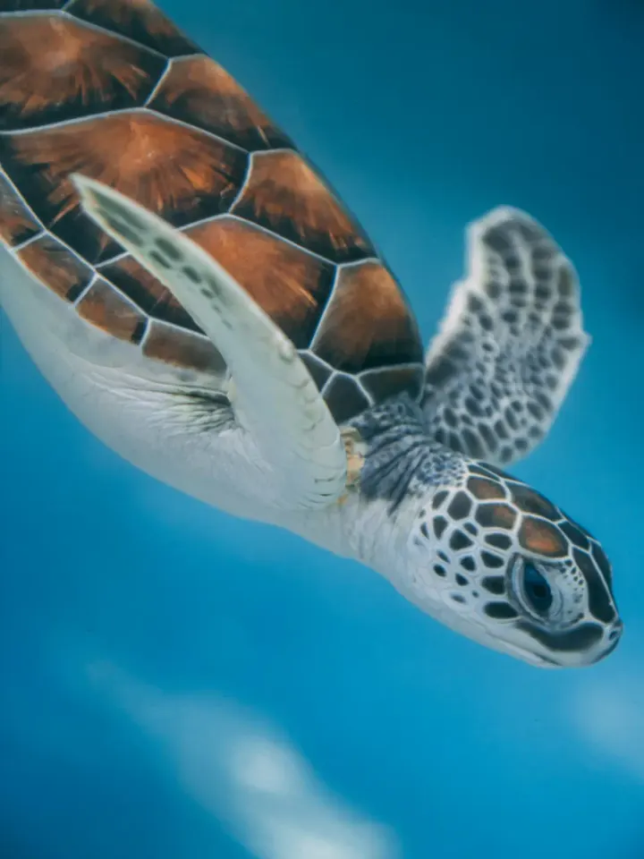 Galápagos Islands (Ecuador)