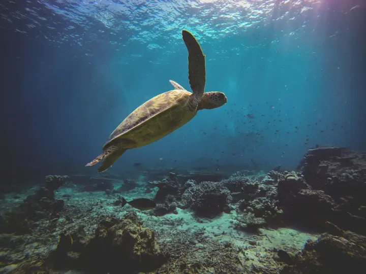 Great Barrier Reef: Heron and Lady Elliot Islands (Australia)