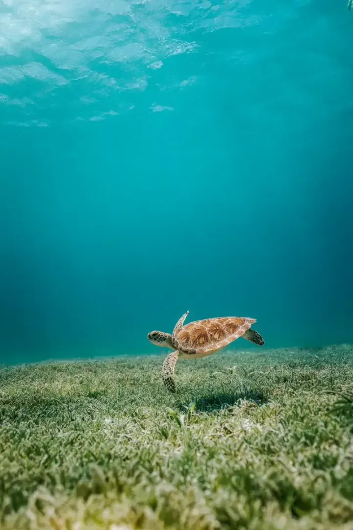 Praia do Forte: TAMAR Project (Bahia, Brazil)