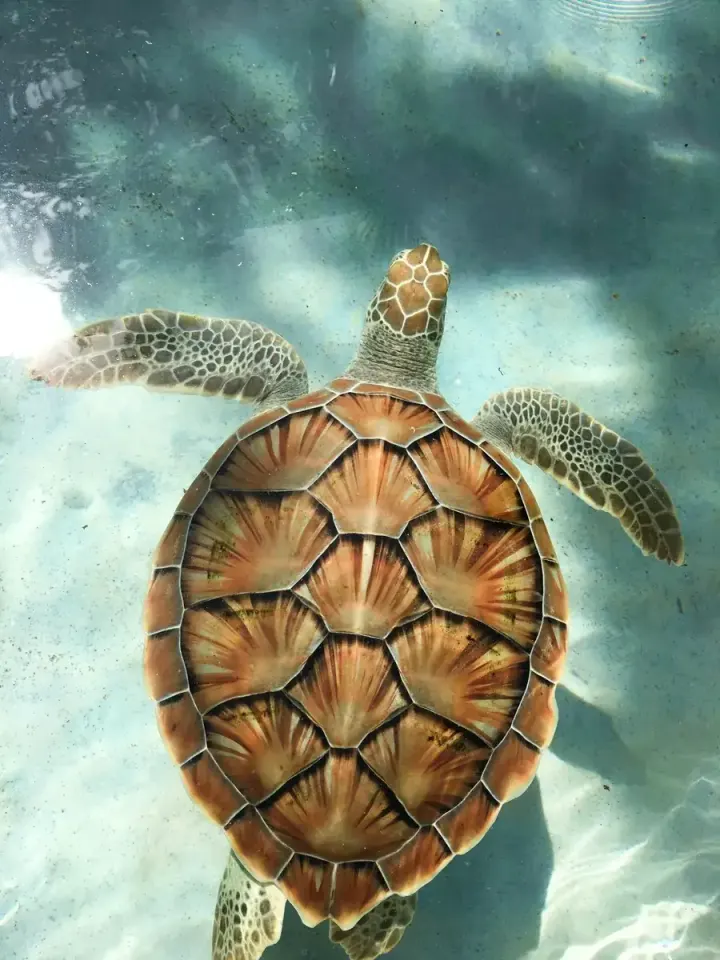Tortuguero National Park (Costa Rica)