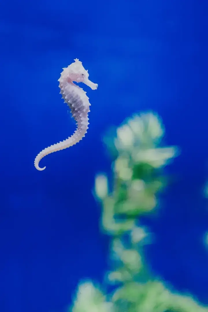 Lembeh Strait (North Sulawesi, Indonesia)