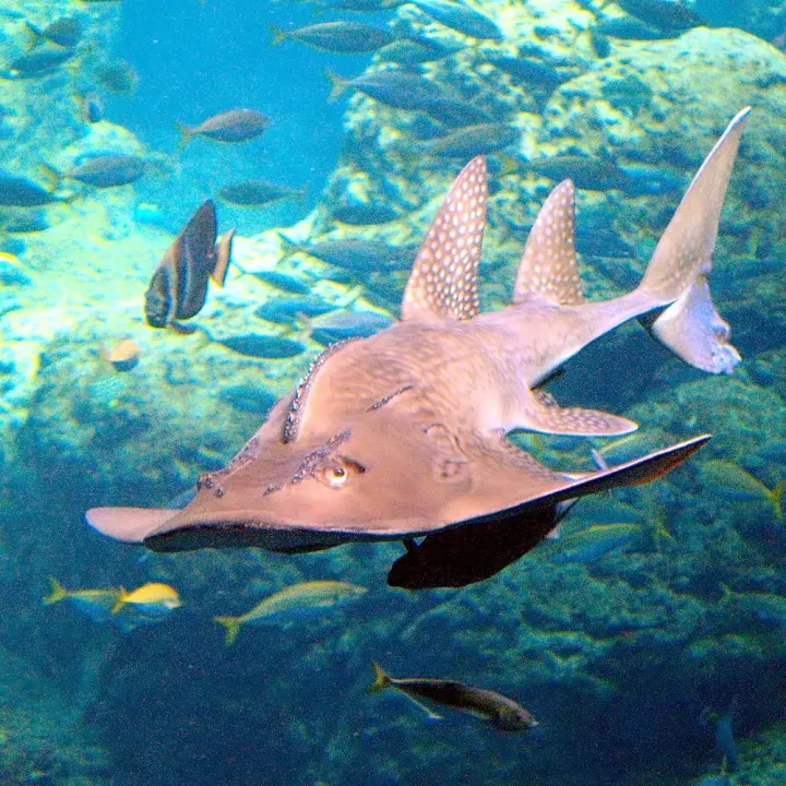 Aliwal Shoal / Protea Banks (KwaZulu-Natal, South Africa)