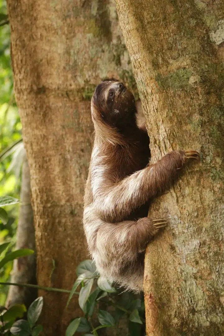 Amacayacu and Puerto Narino, Colombian Amazon, Colombia