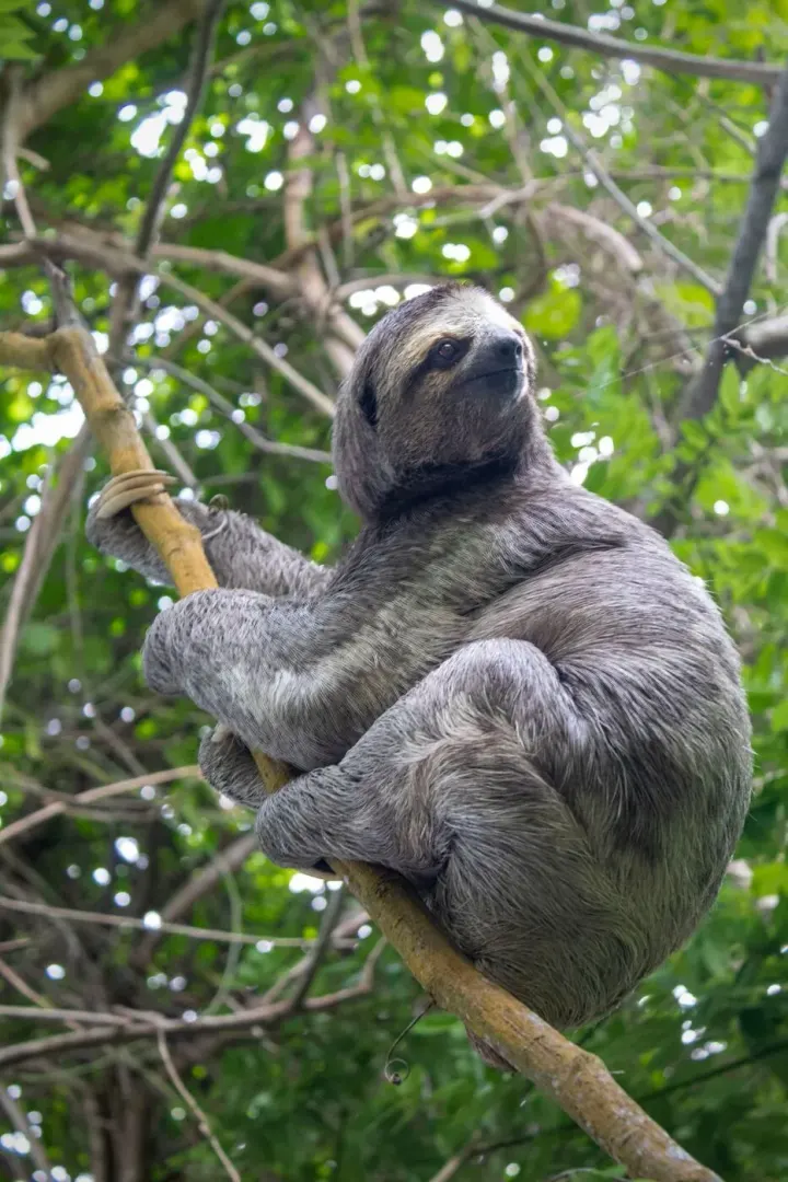 Bocas del Toro (Isla Popa), Panama