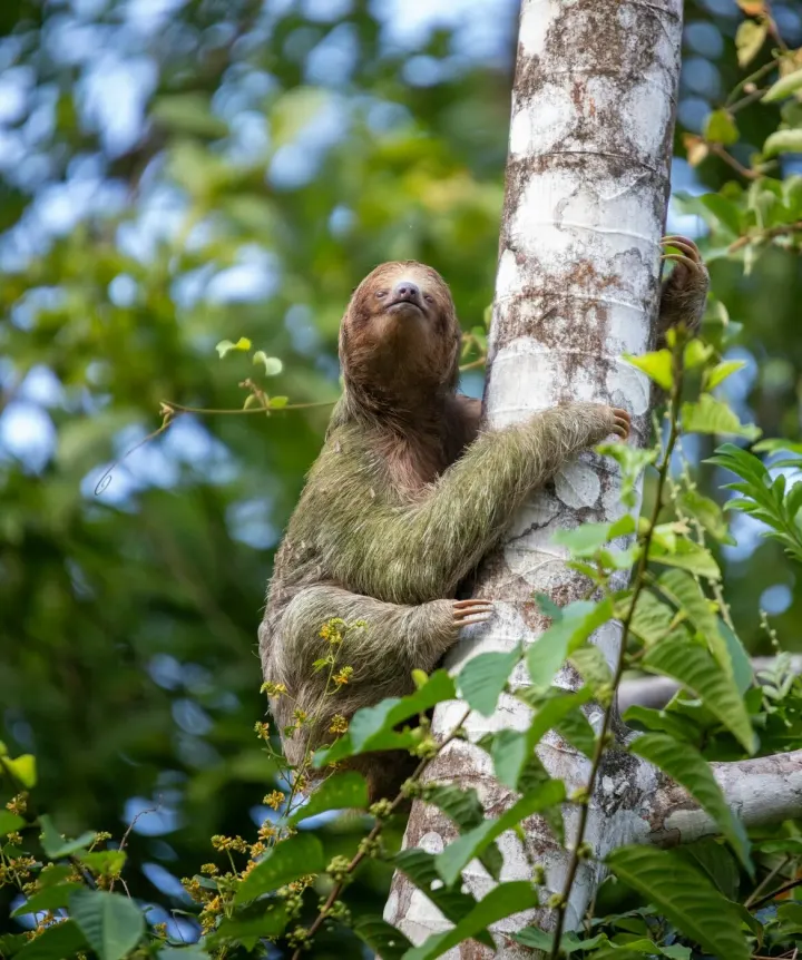 Cahuita National Park, Caribbean Coast, Costa Rica
