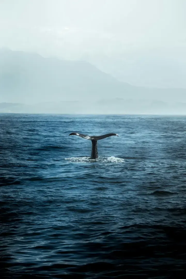 Andenes / Vesterålen (Norway)