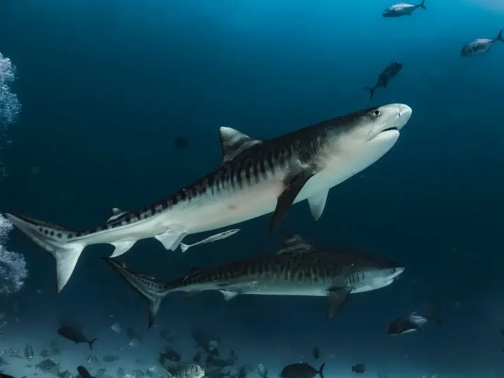 Tiger Beach (Bahamas)