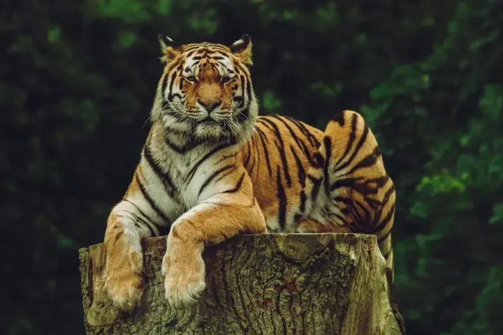 Central India Tiger Reserves (Madhya Pradesh & Maharashtra)