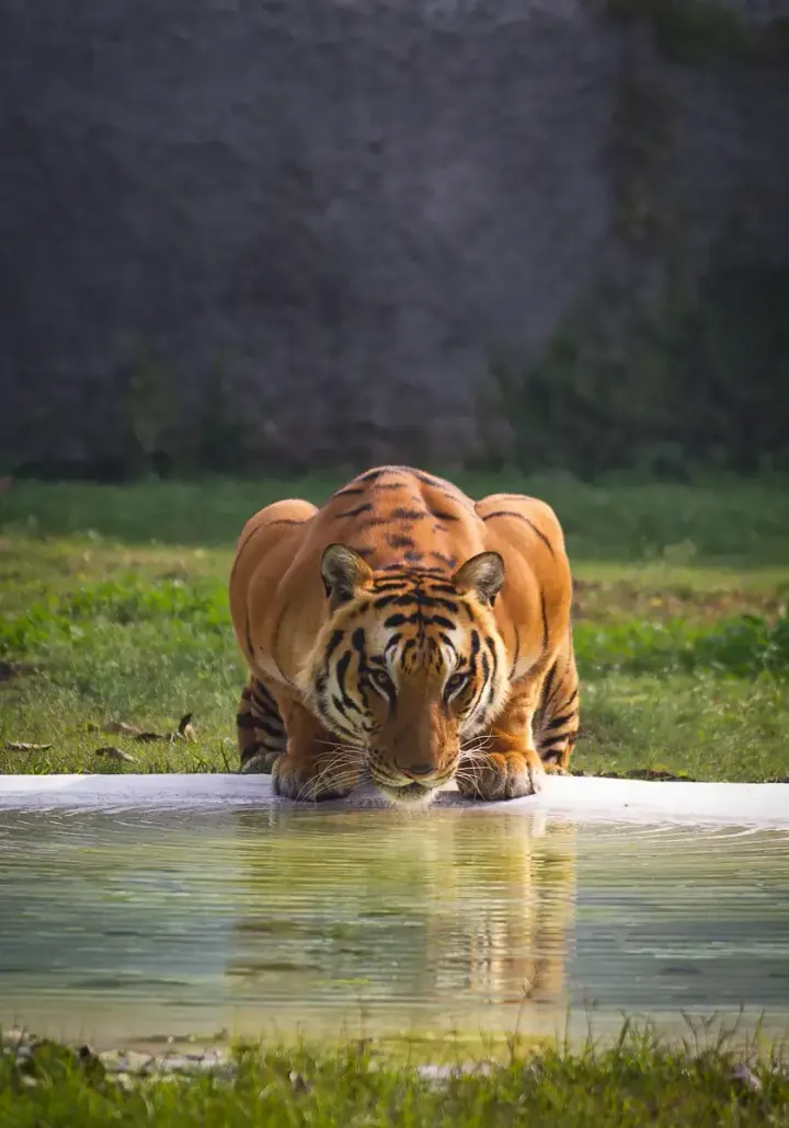 Chitwan and Bardia National Parks (Nepal)