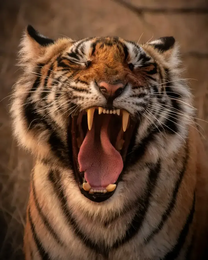 Jim Corbett National Park (Uttarakhand, India)