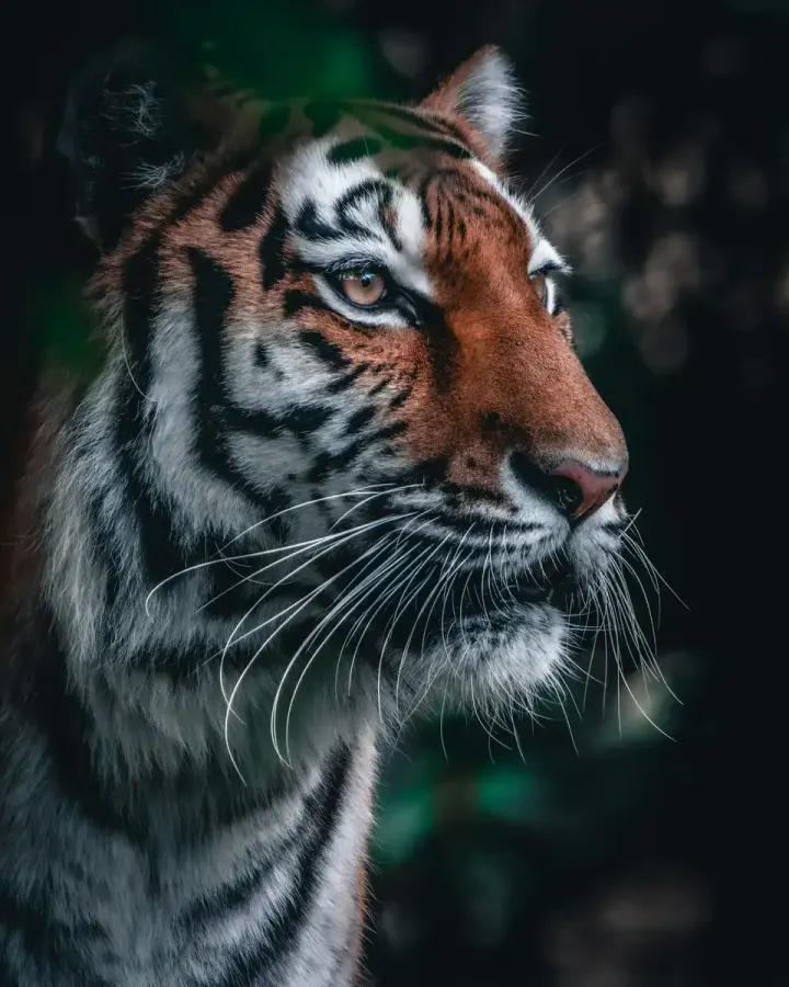 Ranthambore National Park (Rajasthan, India)