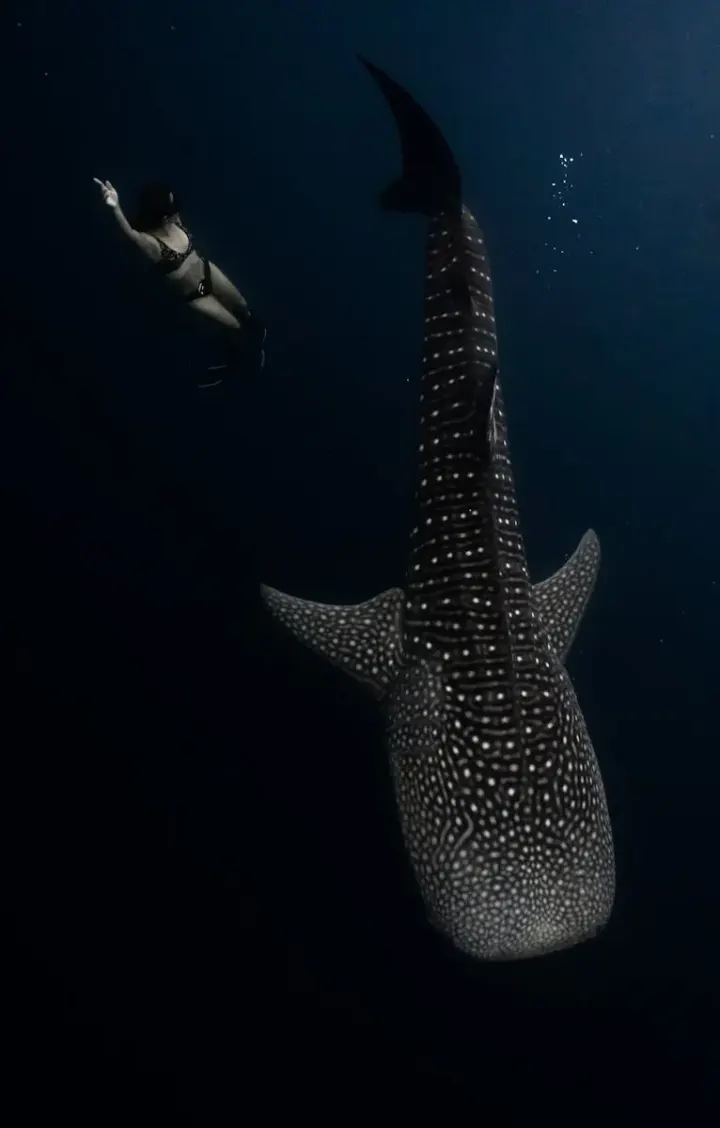 Coiba National Park, Wahoo Rock
