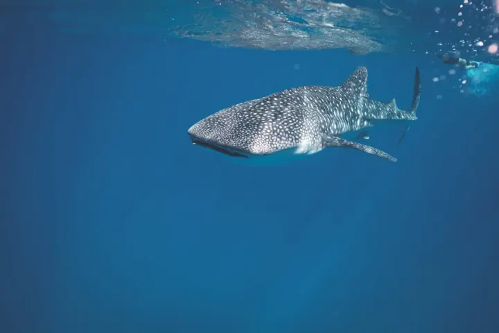 Southern Egyptian Red Sea offshore reefs