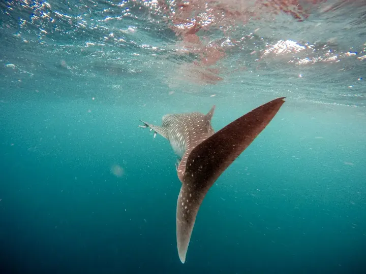 Darwin and Wolf Islands, Galápagos