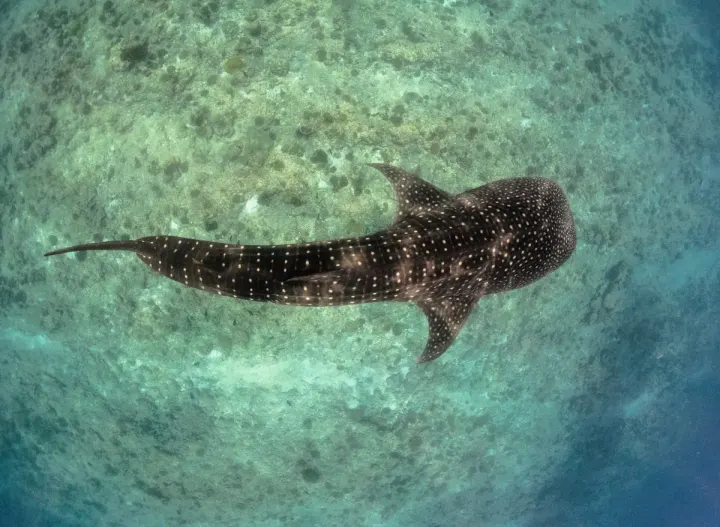 Koh Tao, Gulf of Thailand