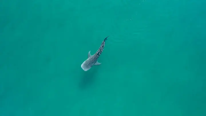 Bahía de La Paz (Baja California Sur)