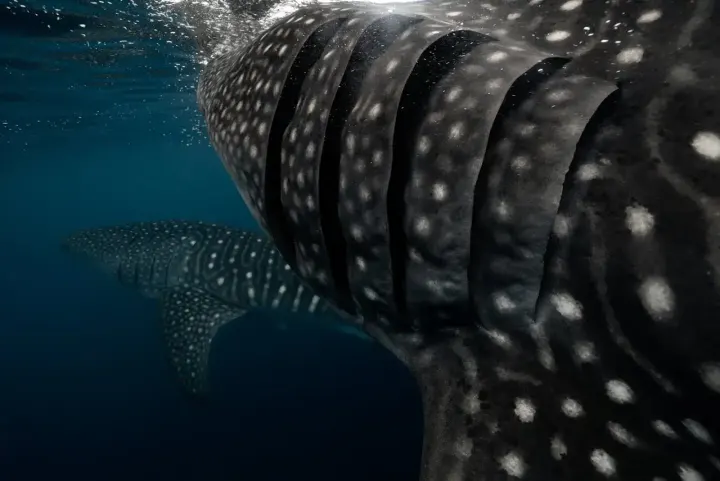São Pedro and São Paulo Archipelago