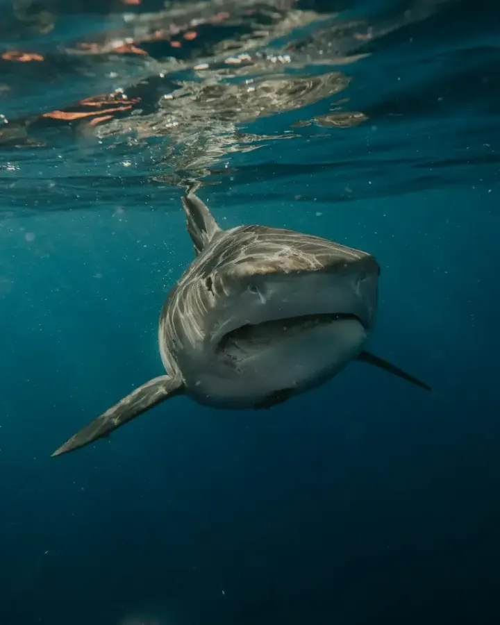 Isla Guadalupe (Mexico)