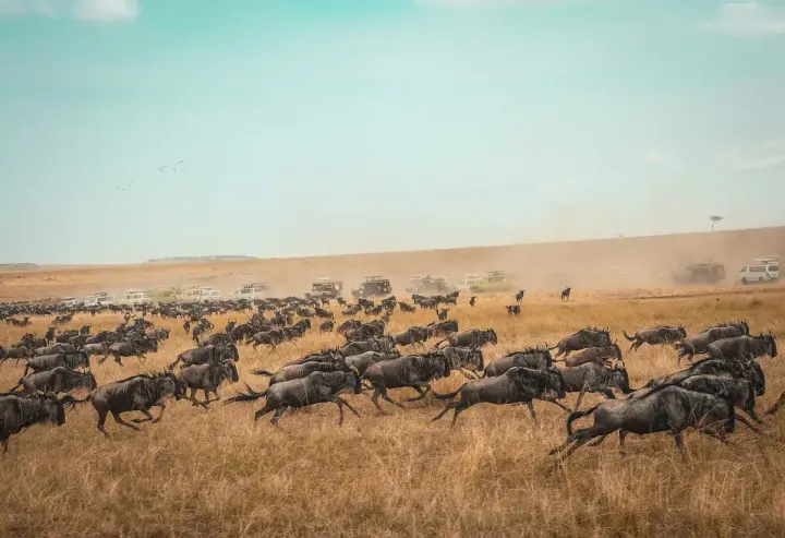 Central Serengeti / Seronera (Northbound)