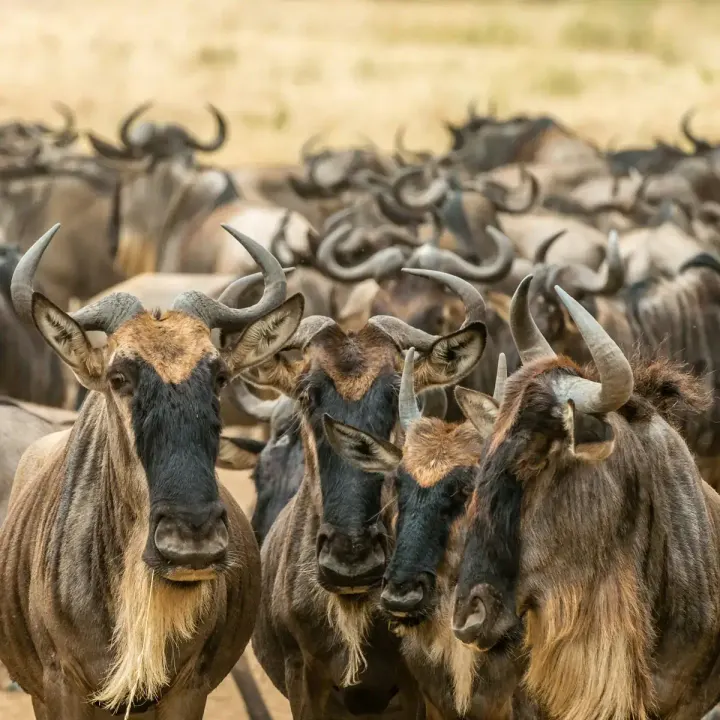 Loliondo / Northeast Serengeti (Return South)