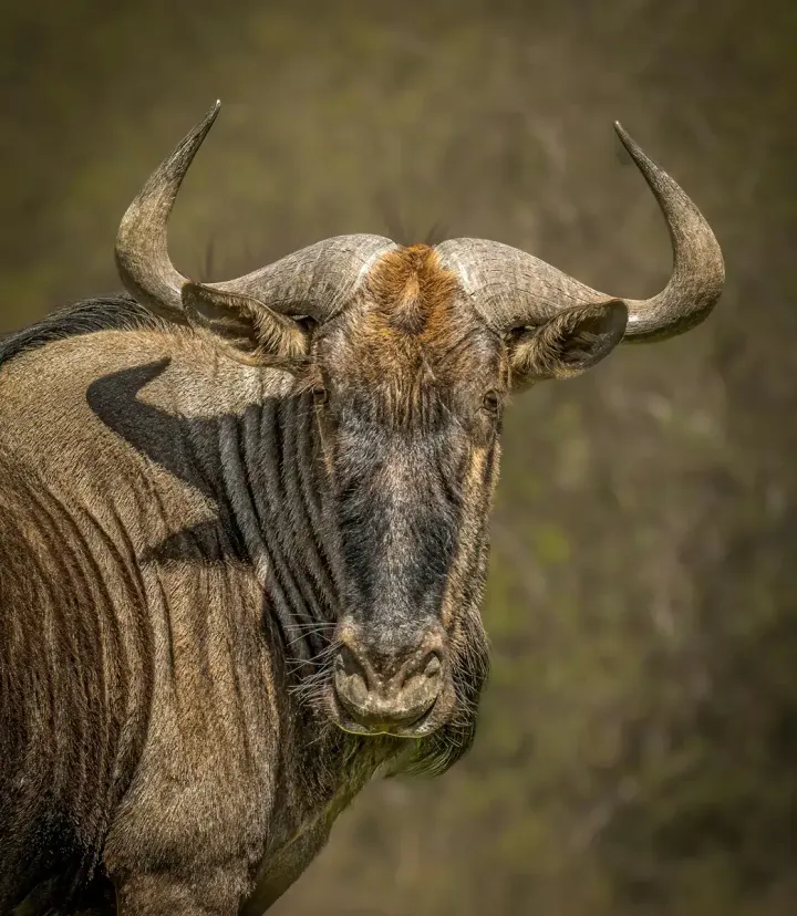 Southern Serengeti / Ndutu (Calving Season)